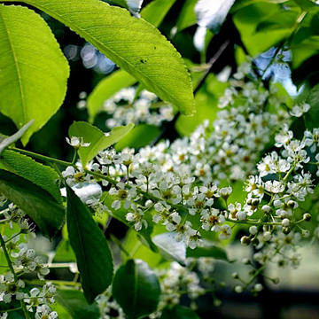Black Cherry Seeds – Perennial Blooms
