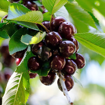 Black Cherry Seeds – Prunus Serotina
