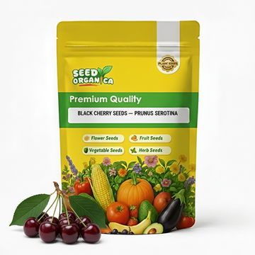 Black Cherry Seeds – Prunus Serotina