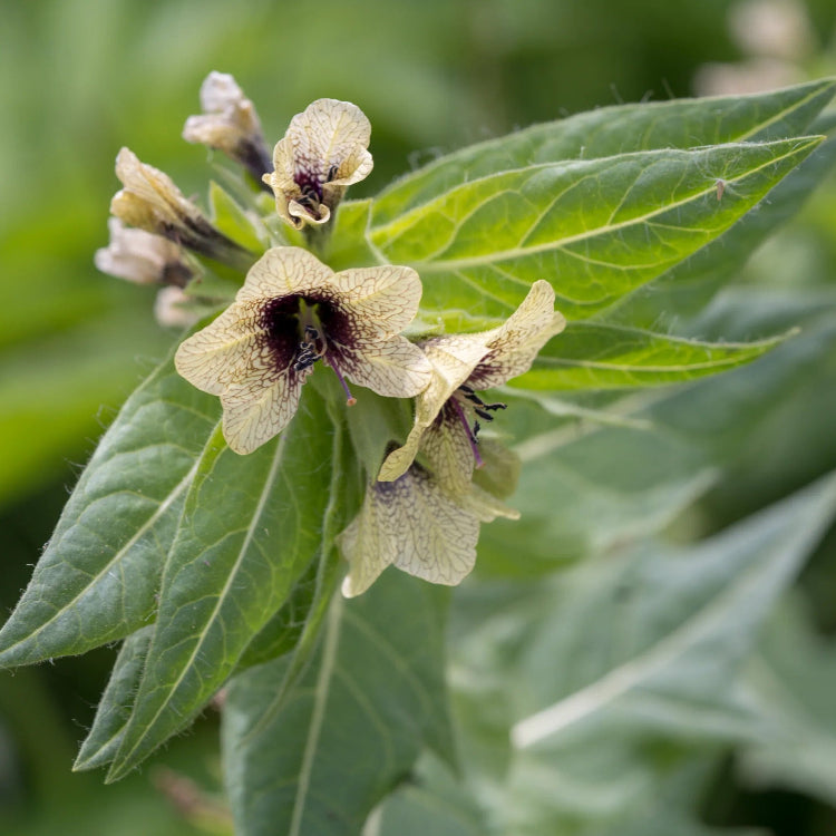 Black Henbane Seeds
