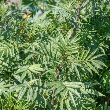 Black Mint Seeds - Herbal Plant