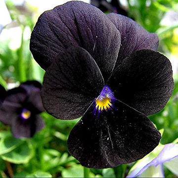 Black Mix Pansy Seeds – Fragrant Heirloom, GMO-Free
