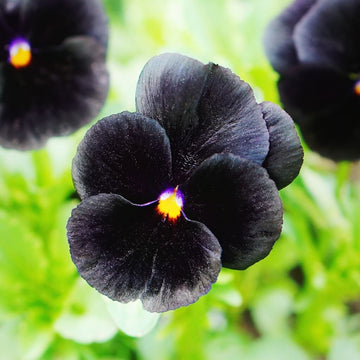 Black Pansy Seeds – Easy Collection
