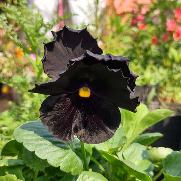 Black Pansy Seeds – Heirloom, Cut Flower Favorite, Non-GMO
