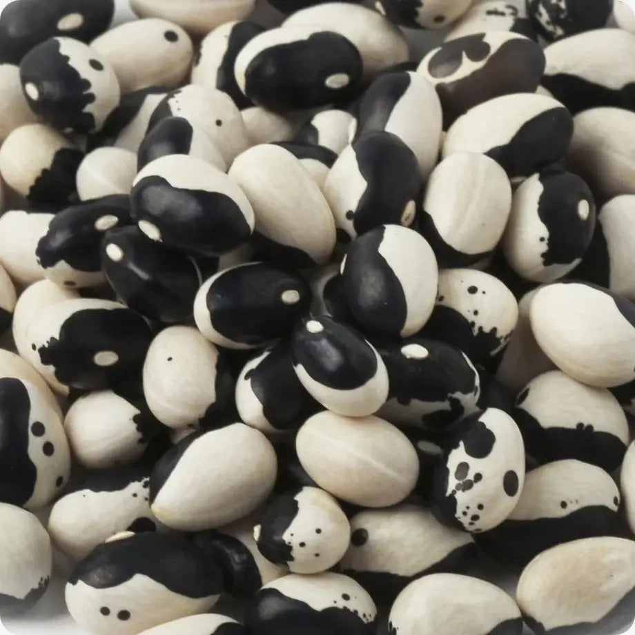 Black & White Trout Bean Seeds – Heirloom

