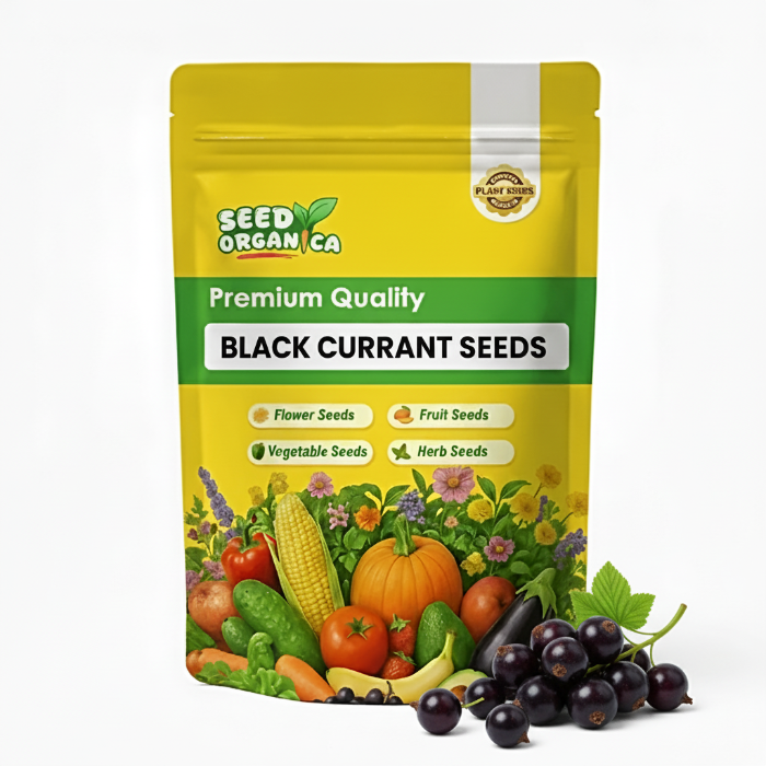 Black currant Seeds