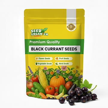 Black currant Seeds