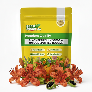 Blackberry Lily Seeds – Unique Spotted Blooms