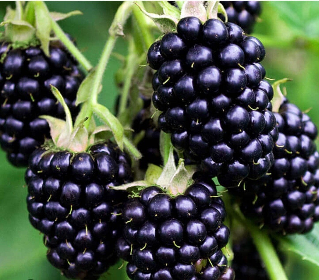 Blackberry Seeds
