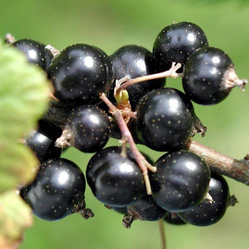 Blackcurrant Seeds