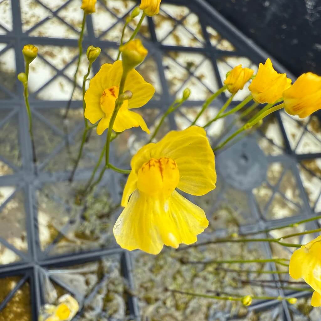 Bladderwort Seeds – Floating Aquatic
