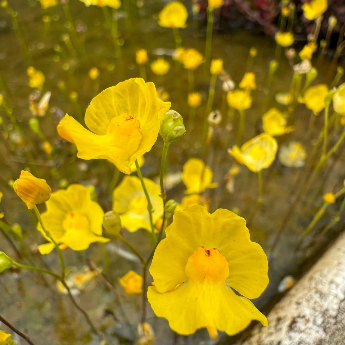 Bladderwort Seeds – Floating Aquatic
