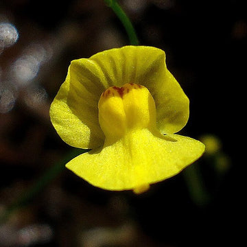 Bladderwort Seeds – Floating Aquatic
