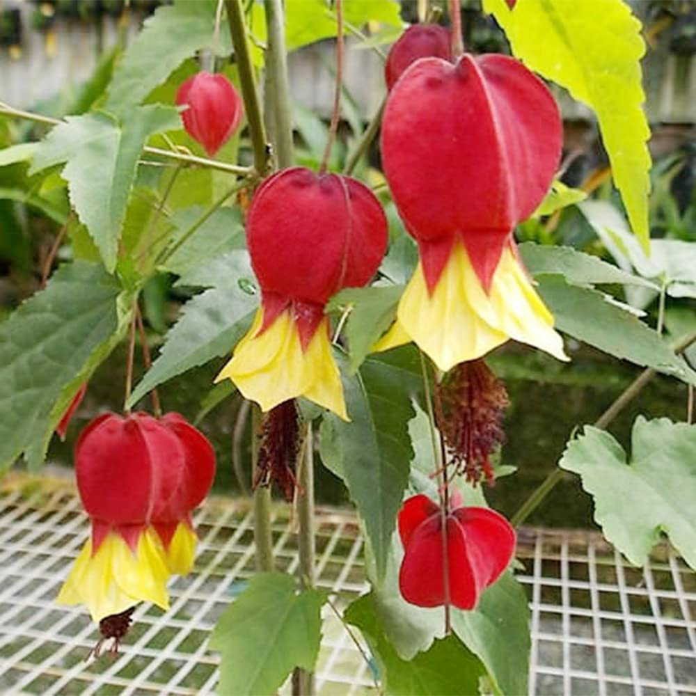 Bleeding Heart Seeds – Rare Red Yellow

