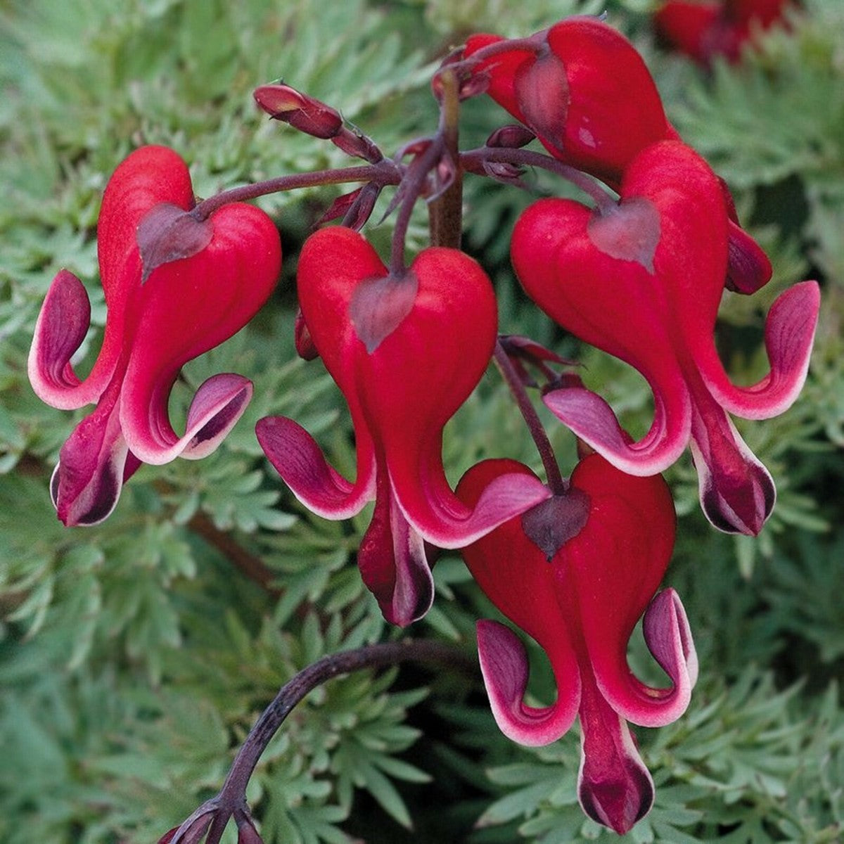 Bleeding Heart Seeds – Red
