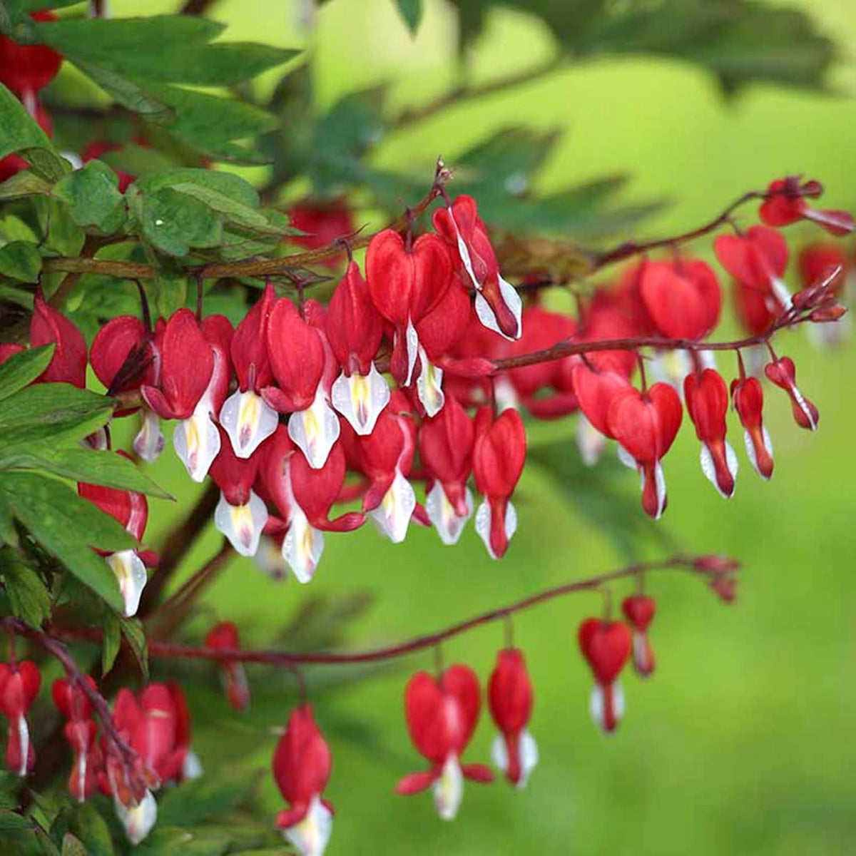 Bleeding Heart Seeds – Red

