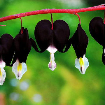 Bleeding Heart Seeds – Black
