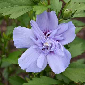 Blue Rose of Sharon Seeds – Flower Plant