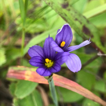 Blue-Eyed Grass Seeds – Perennial
