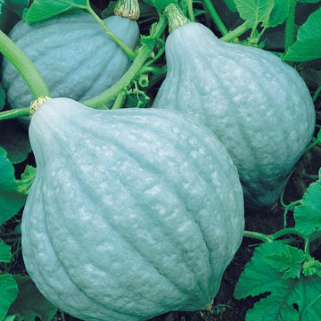 Table King Acorn Squash Seeds – Vegetable Plant
