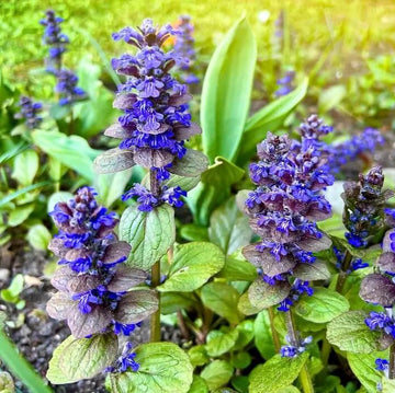 Blue Ajuga Reptans Seeds - Flower Plant