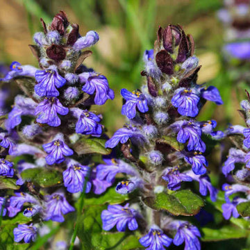 Blue Ajuga Reptans Seeds - Flower Plant