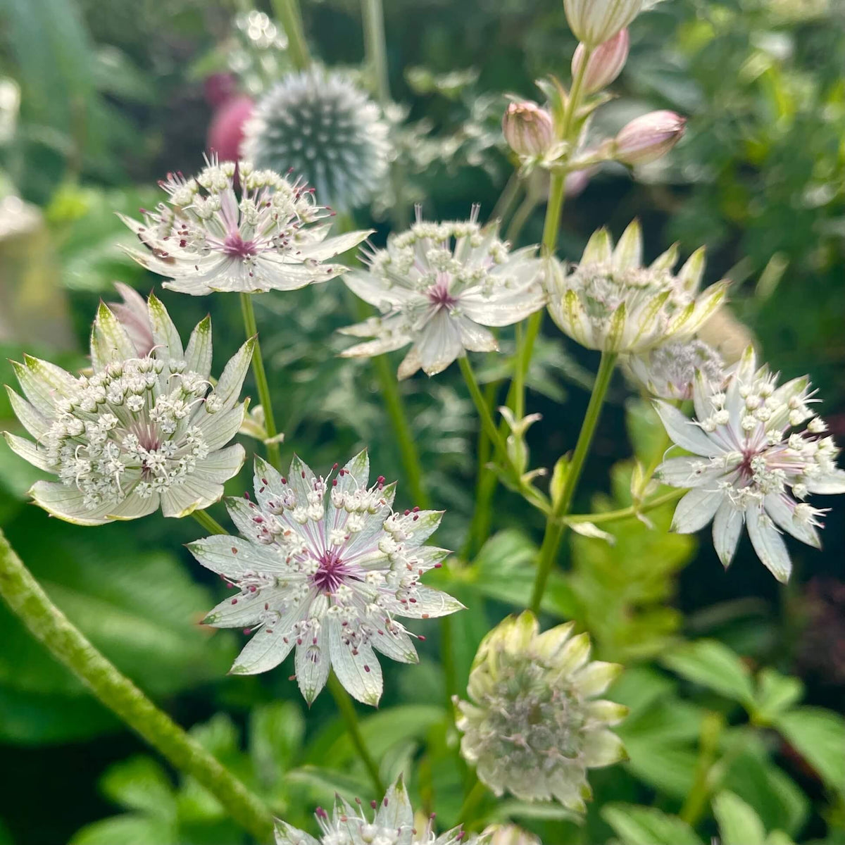 Blue Astrantia Seeds - Flower Plant