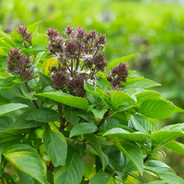Blue Basil Seeds – Aromatic