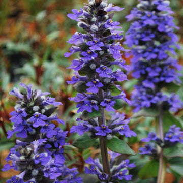 Blue Carpet Ajuga Seeds