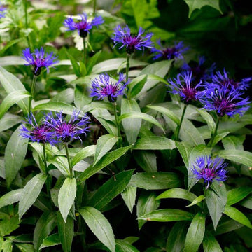 Blue Centaurea Montana Seeds - Flower Plant