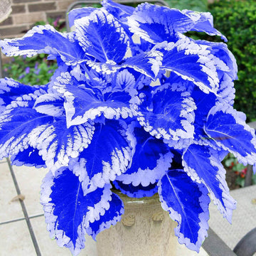 Blue Coleus Seeds - Flower Plant