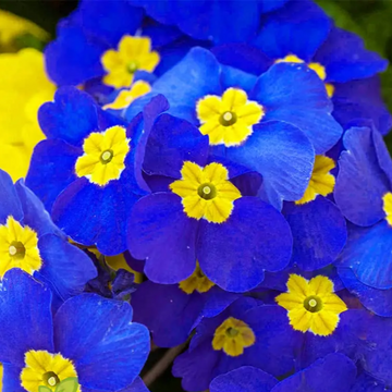 Blue Evening Primrose Seeds – Hardy Perennial
