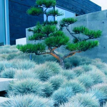 Blue Fescue Seeds
