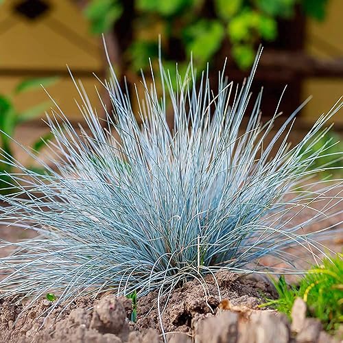 Blue Fescue Seeds

