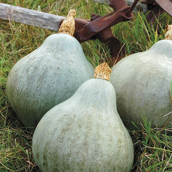 Blue Hubbard Seeds

