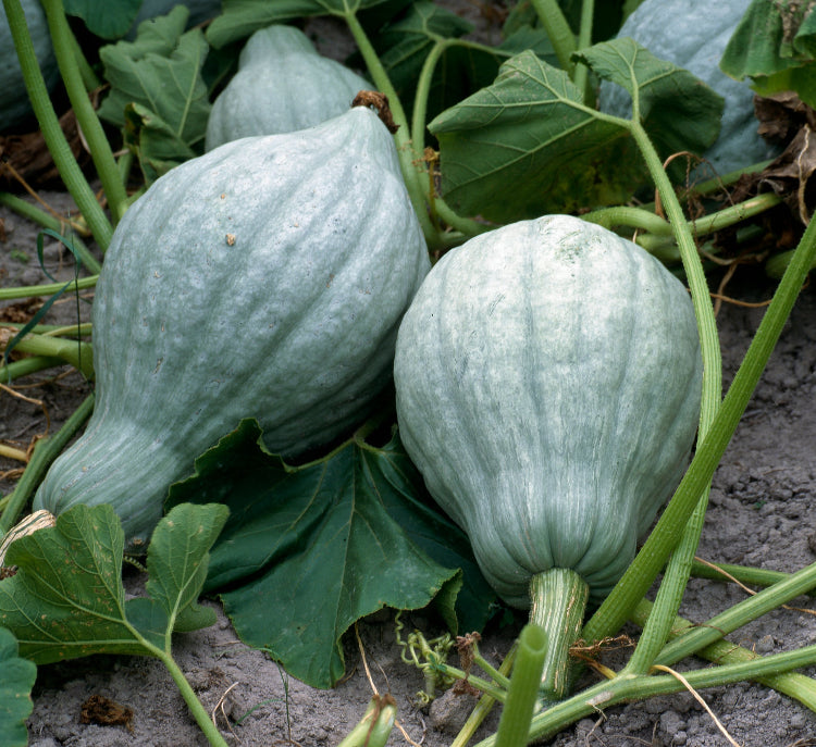 Blue Hubbard Seeds
