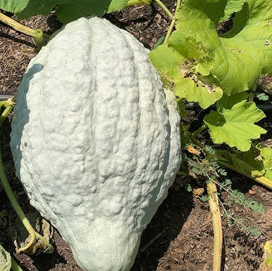 Blue Hubbard Seeds
