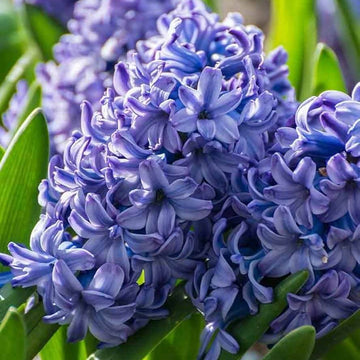 Blue Hyacinthus Seeds – Wildflower Mix
