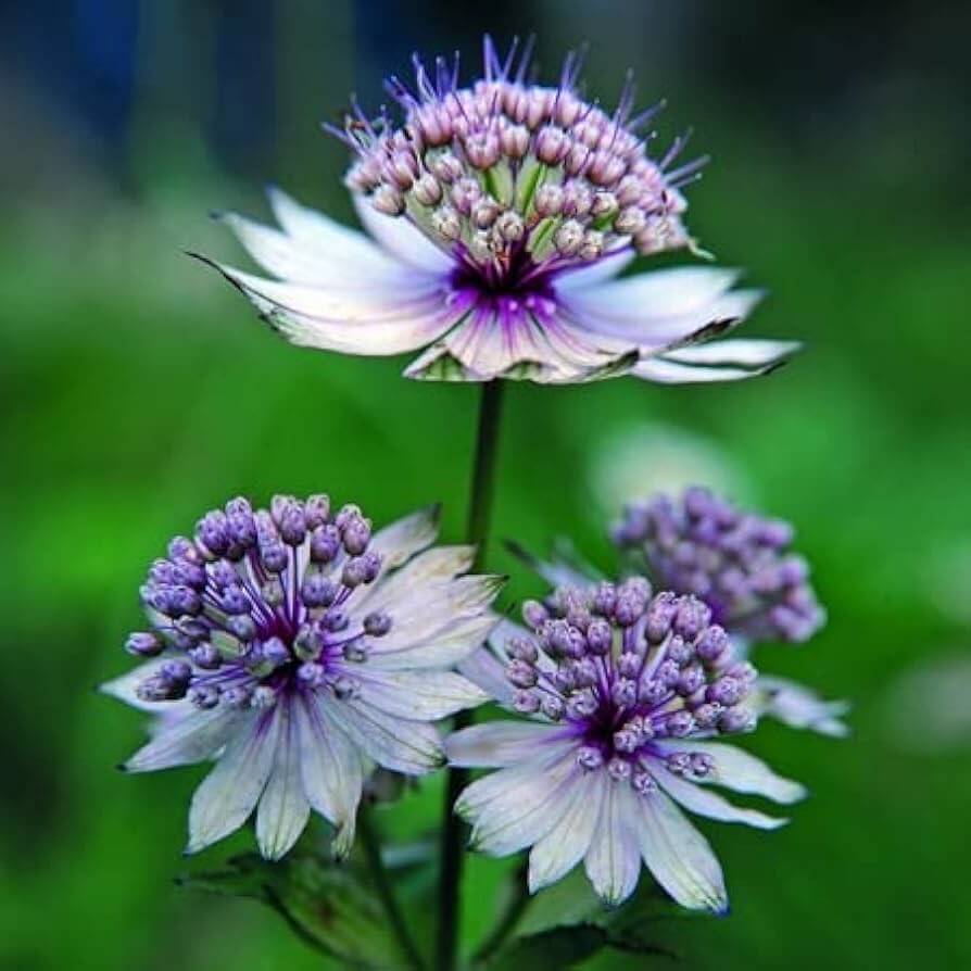 Blue Masterwort Seeds – Wildflower Mix