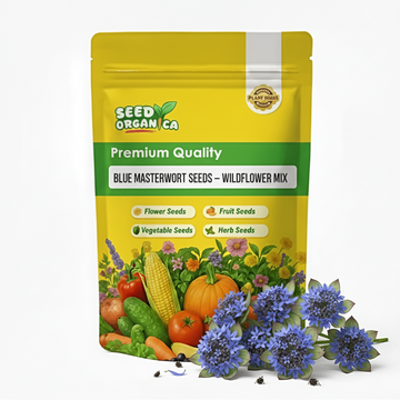 Blue Masterwort Seeds – Wildflower Mix