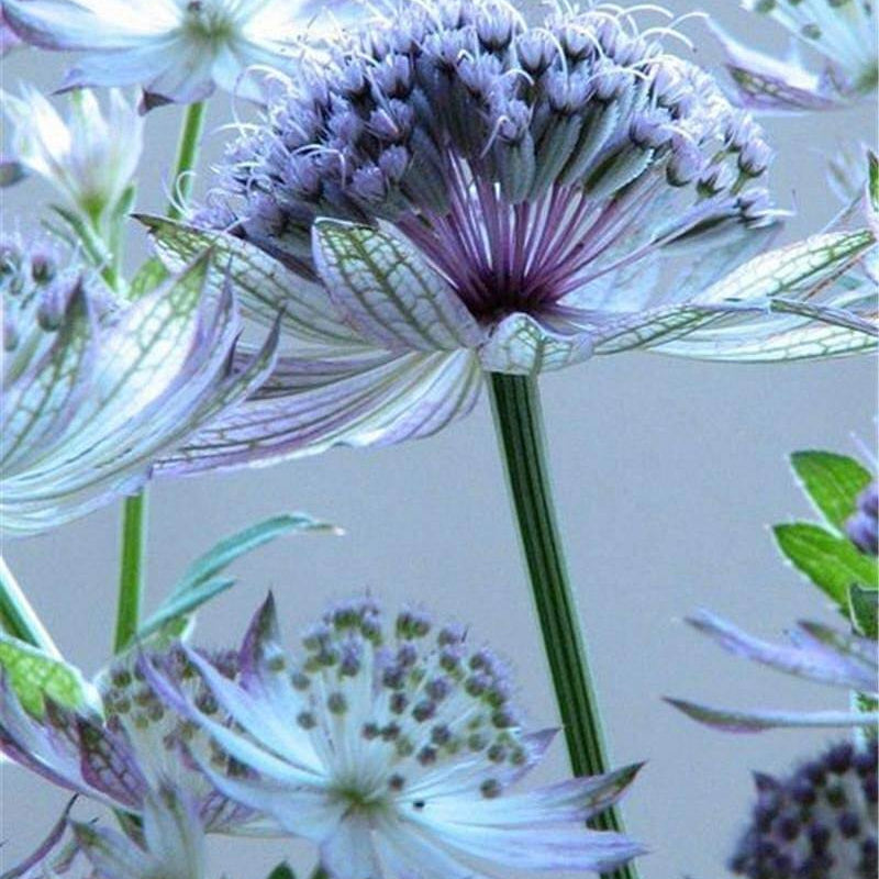 Blue Masterwort Seeds – Wildflower Mix
