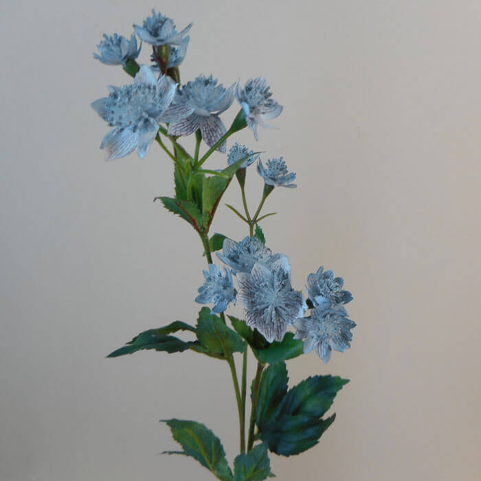 Blue Masterwort Seeds – Wildflower Mix