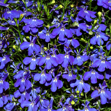Blue Purple Lobelia Erinus Seeds - Flower Plant