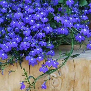 Blue Purple Lobelia Erinus Seeds - Flower Plant
