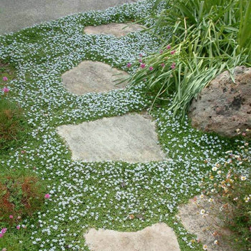 Blue Star Ground Cover Seeds