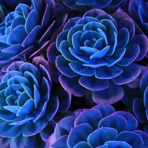 Blue Succulent Flower Seeds – Wildflower Mix, Heirloom
