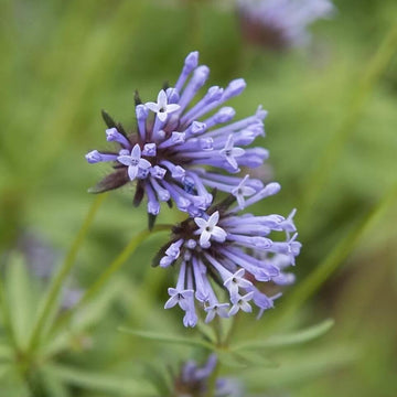 Blue Woodruff Seeds – Wildflower Mix
