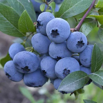 Blueberry Seeds – North American Mix