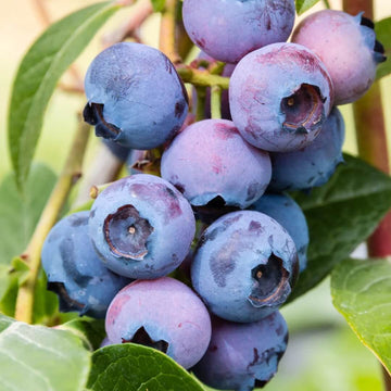 Blueberry Seeds – Vaccinium