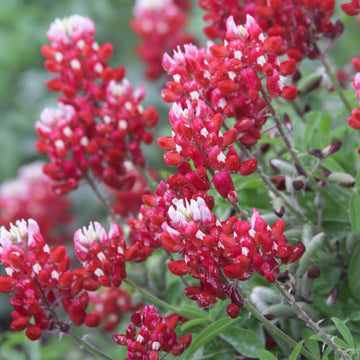 Bluebonnet Seeds – Maroon Red Texas
